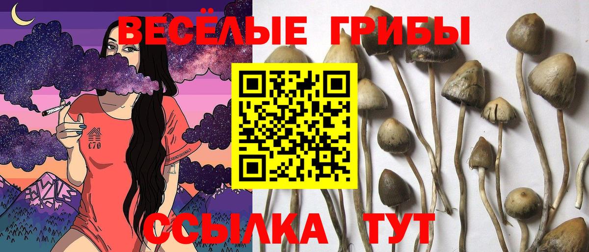 Каспийск  Галлюциногенные грибы Cubensis  Вход с VPN 
